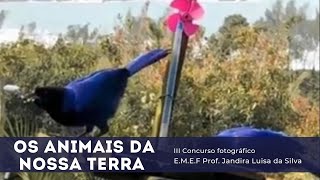 Concurso Fotográfico Os Animais da Nossa Terra - E.M.E.F Jandira Maria da Silva