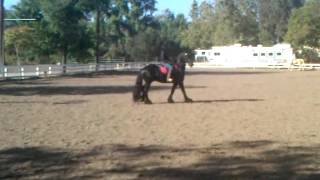 Marijn Friesian Horse In The Ring