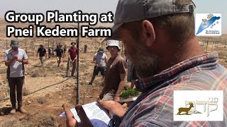 Tu B'Av Planting at Pnei Kedem Farm