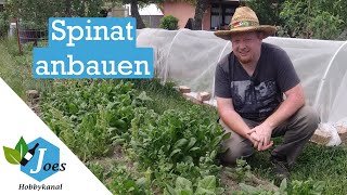 Spinat im Frühjahr anbauen – geniale Vorkultur mit Schwierigkeiten