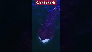 Giant shark #shark #oceancreatures #wildcreatureshindi #sharkoo #sharkconservation #youtubeshorts