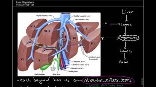 3 Minute Anatomy: Liver Segments Part 1