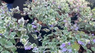 Glechoma hederacea "Variegata"