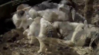 CACHORROS DE PERRO DE MONTAÑA DE LOS PIRINEOS - LA BORDA D'URTX - CAMADA J5