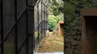 Bengal Tiger White/Hyderabad Zoo #hyderabad #shorts #morning