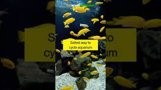 Common fish tank mistakes Part 2 #shorts #fishkeeping #aquarium