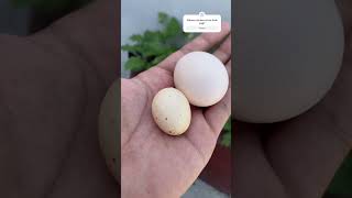 Small Egg| Unique Egg| Compare with Normal Egg| #chicken #aseelhenfarming #myfarmupdateaseel #birds