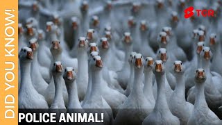 Police Animal In Rural China | Police Geese | #ShortVideo 106