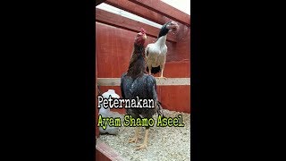 AYAM SHAMO