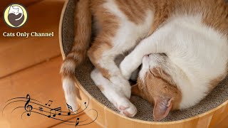 Relaxing Music for Cats (with cat purring sounds) - Anxiety and Stress Relief