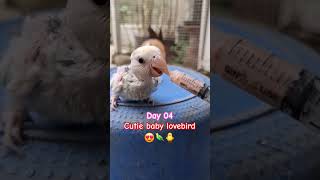 so cute! love your bird! 😍 #fyp#sub #subscribe # #albinolovebirds #love#pet #karpinterongkusinero