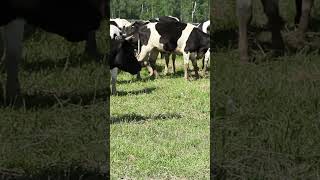 cow#animalshorts #animals_sound