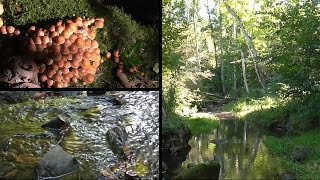 Fågelsångsdalen Naturreservat - Birdsong Valley 2015