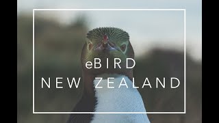 • eBird New Zealand •