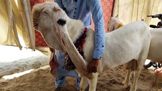 Current breeder in tilla shah | Gulabi goats breed.