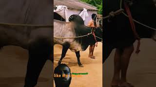 Best moments jalikattu