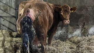 COWS AND CALVES ON THE MOOOOVE !!