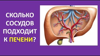 21. Сколько сосудов подходит к печени?