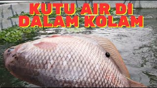 KUTU AIR SEBAGAI PAKAN ALAMI UNTUK GURAME #ikan #gurame #budidaya