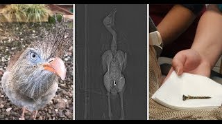 Elvis the exotic bird is all shook up over after swallowing a metal screw