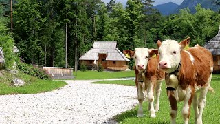 Slovenia Eco Resort - pri nas dobite več