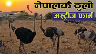 Biggest Ostrich Farm of Nepal🔥🦢 #vlog #ostrich