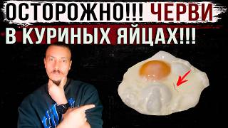 Осторожно!!! Паразиты в куриных яйцах!!!