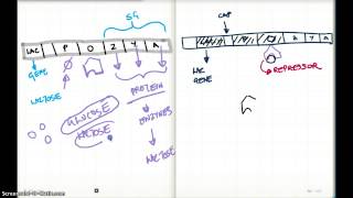 LAC OPERON AND cAMP LEVELS