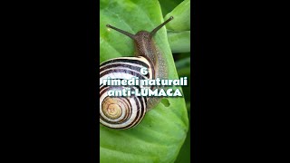 SEI BARRIERE NATURALI ANTI LUMACA 🐌 PER L'ORTO