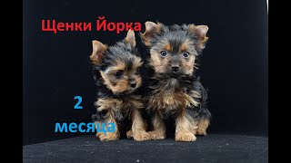 Щенки Йоркширского терьера 2 месяца