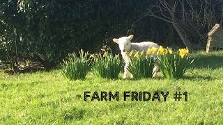 BABY TIME! Triplets, Puppies and Bottle-feeding - Farm Friday #1