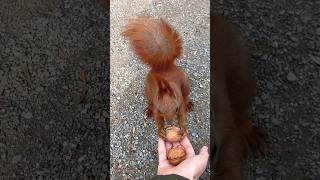 🐿️It is mine🌰#cute #squirrel #shorts #animals #동물 #动物 #wildlife #松鼠 #funny #eating #feed #mylife