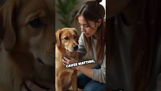 Is Your Dog Suffering in Silence?