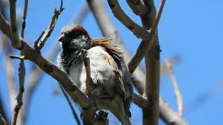 Happy Sparrow