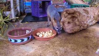 Grey Fox  - Feeding