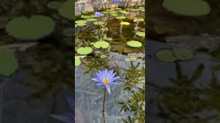 Beautiful Flowers and Water Lilies ❤