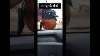 नागपुर के संतरे | Nagpur Oranges