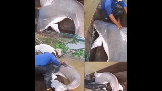 Big Size Cat Fish Catchup || बहोत ही बडी आकार की कॅट फिश 😮🙆‍♂️