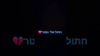 חתול שלי נפטר💔