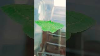 green butterfly❤️ #foryou #shortvideo #beautiful #butterfly #fyp