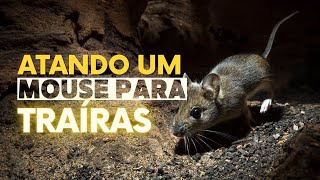 MOOSE MOUSE - Atando um Mouse para Traíras