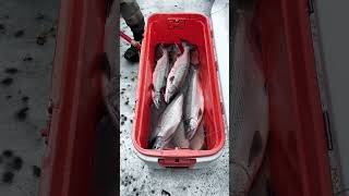 Alaska Salmon Fishing Trip