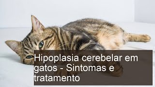 Descubra os Sintomas e Tratamentos da Hipoplasia Cerebelar em Gatos!