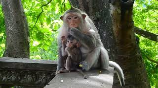 Ohh...Mother monkey pushes her baby's head down to wean / wildlife