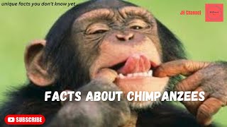 7 Unique Facts About Chimpanzees, Unique facts you don't know yet…