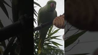 Parrot sound surprise video# cute birds#🥳🦜🦜trending shorts#viral