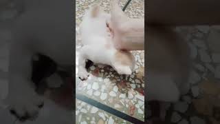 New born kitten/cute kitten😺/kitty/Persian kittens/beautiful kittens#shorts#tiktok#cat#kitten