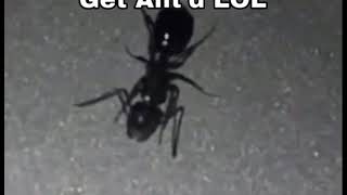 GET ANT’ED LOL