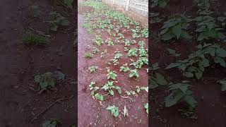 Making use of No mans Land in a village in Kiambu County (Village Vlogs)