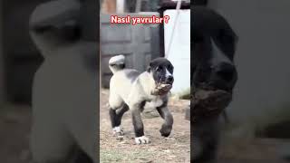 KANGAL YAVRUSU, KANGAL PUPPY #pet #dog #pets #dogs #köpek #puppy #pubg #fyp #like #subscribe #love